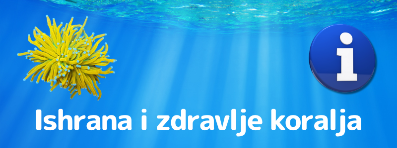 Kako skrbim za prehrano in zdravje koral